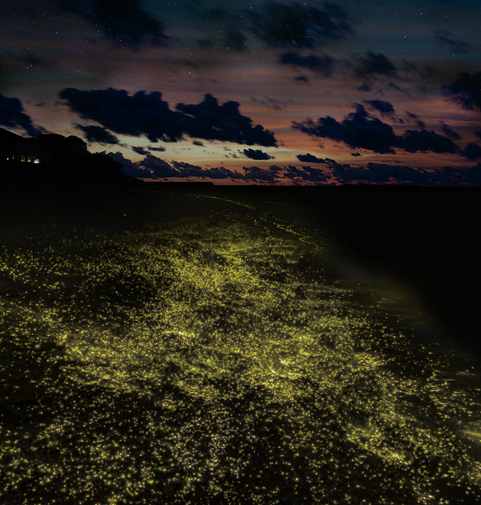 An image of the Glowing Desert at night